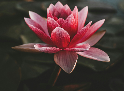 꽃 사진